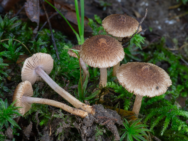 Inocybe cincinnata Inocybe cincinnata
